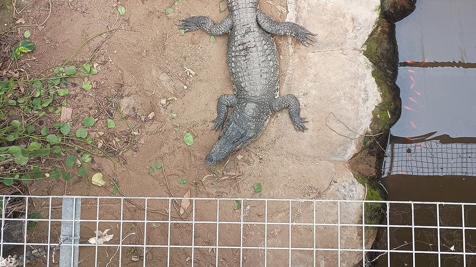 man-charged-with-attempted-murder,-released-after-allegedly-forcing-toddler-into-crocodile-enclosure-at-zoo