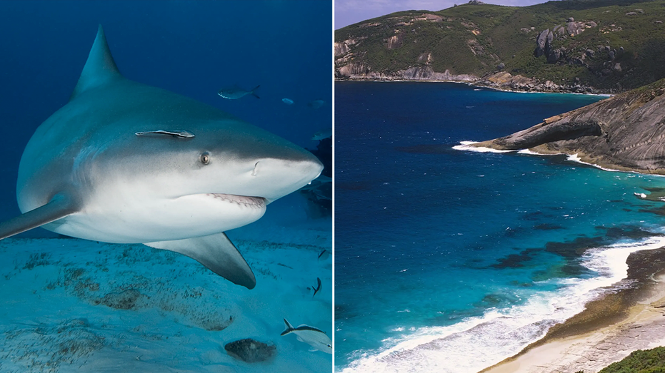 spearfisherman-killed-by-suspected-15-foot-shark-after-third-fatal-attack-in-less-than-a-month