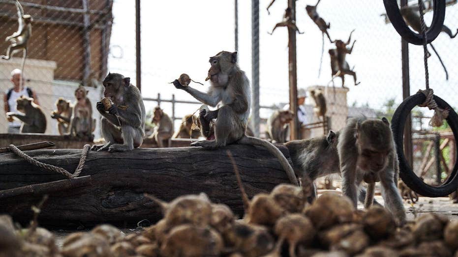 nearly-100-monkeys-escape-enclosure,-invade-neighborhoods-as-officials-scramble-to-recapture-them