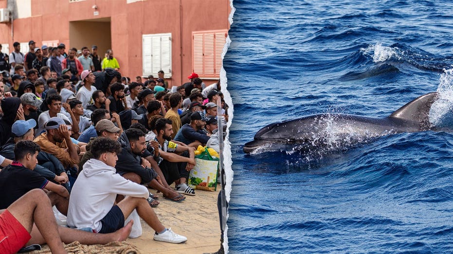 migrants-spark-outrage-after-video-shows-baby-dolphin-beaten-during-beach-celebration