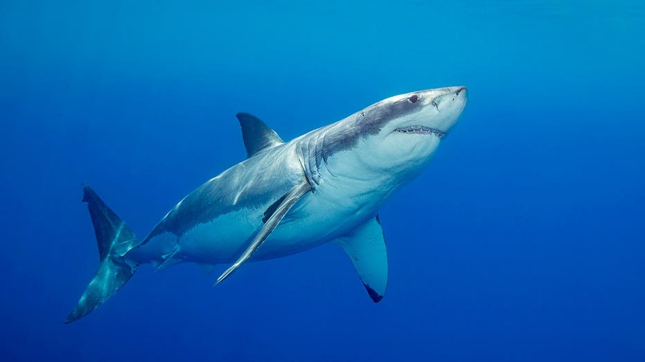 ‘devoted’-father-and-grandfather-to-be-swimming-at-popular-beach-killed-in-suspected-fatal-shark-attack