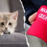 nyc-kitten-rescue-defends-‘no-f—ing-maga’-adoption-policy-as-peta-calls-for-it-to-be-abolished